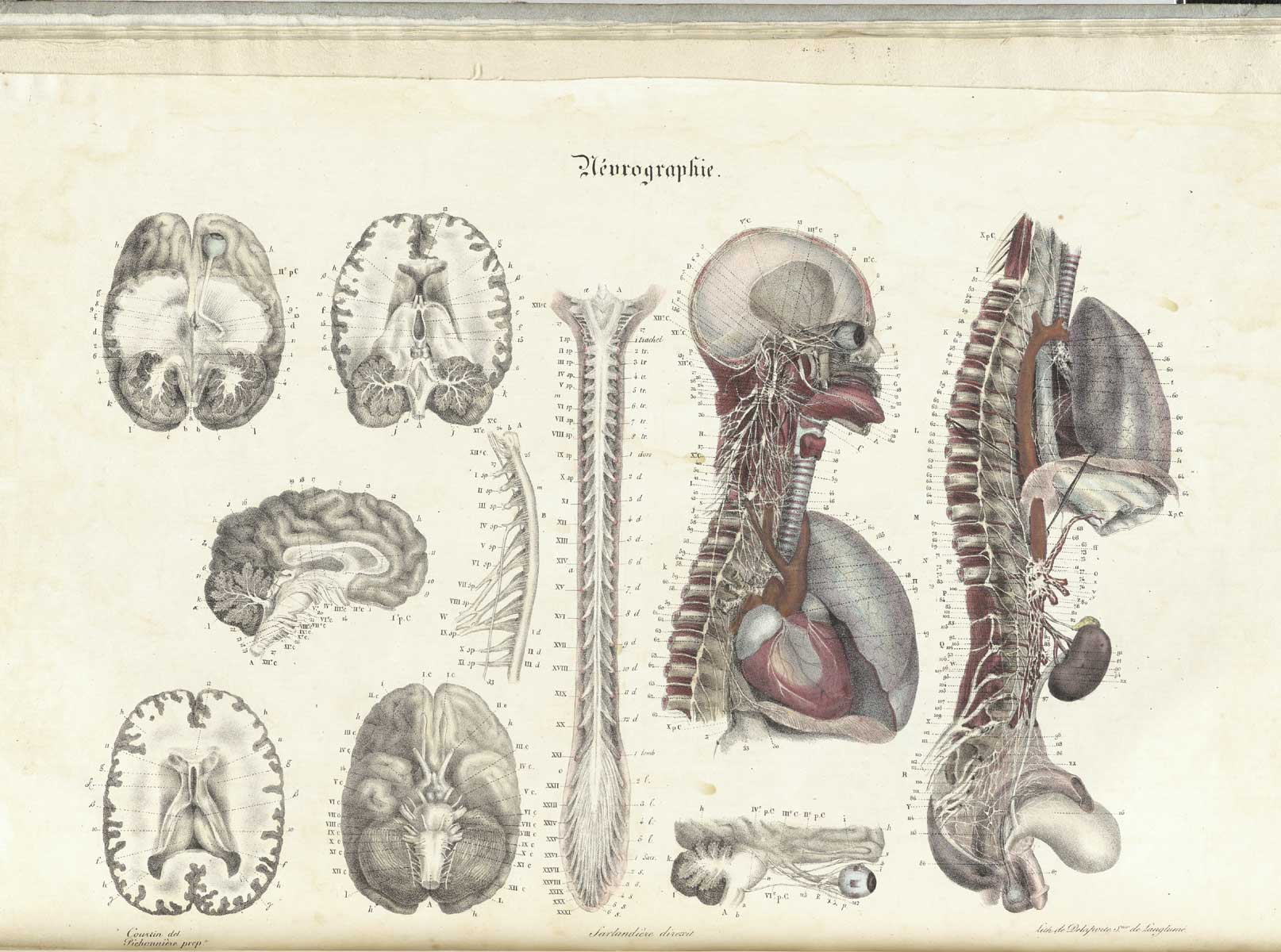 Plate 13 of Jean-Baptiste Sarlandière's Anatomie méthodique, ou Organographie humaine en tableaux synoptiques, avec figures, featuring the neurographie or nerves of the body.