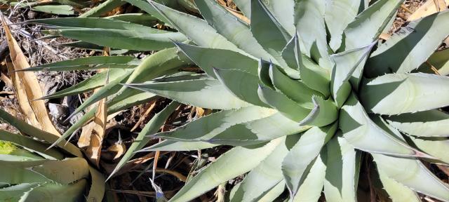 Desert agave: Close-up of a green plant with spiky, pointy leaves.