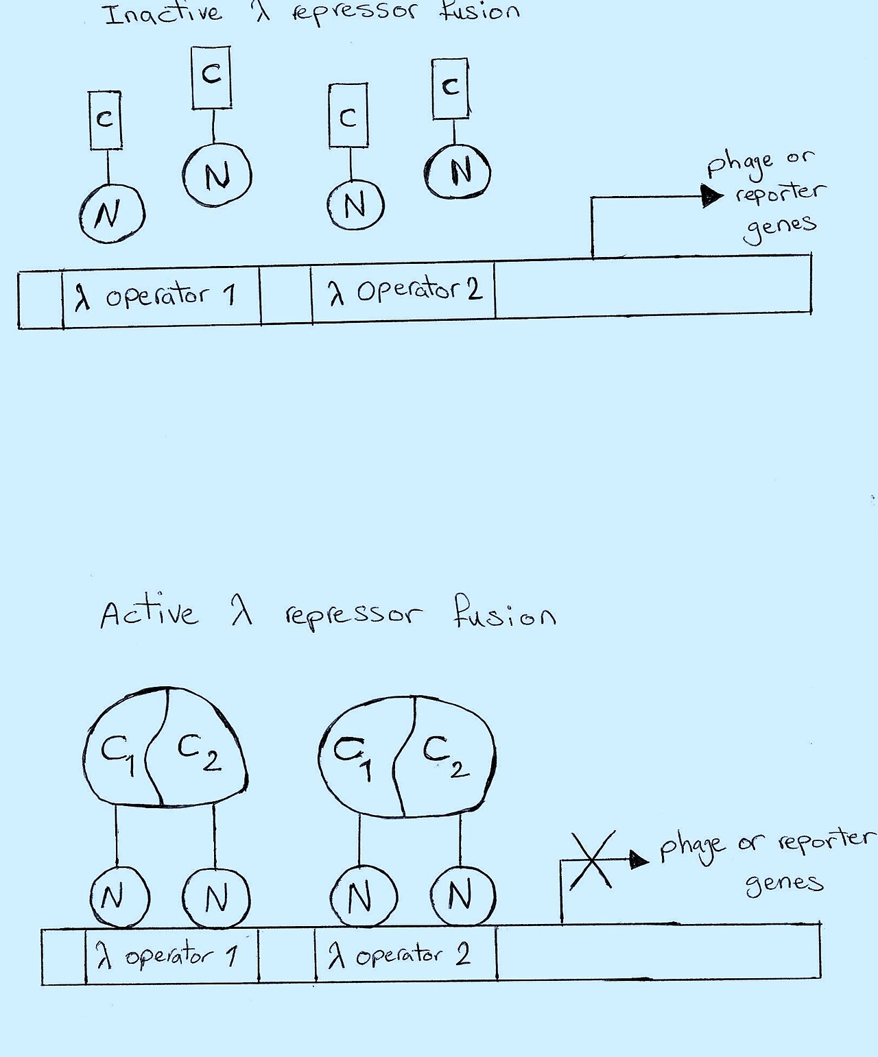 λ repressor