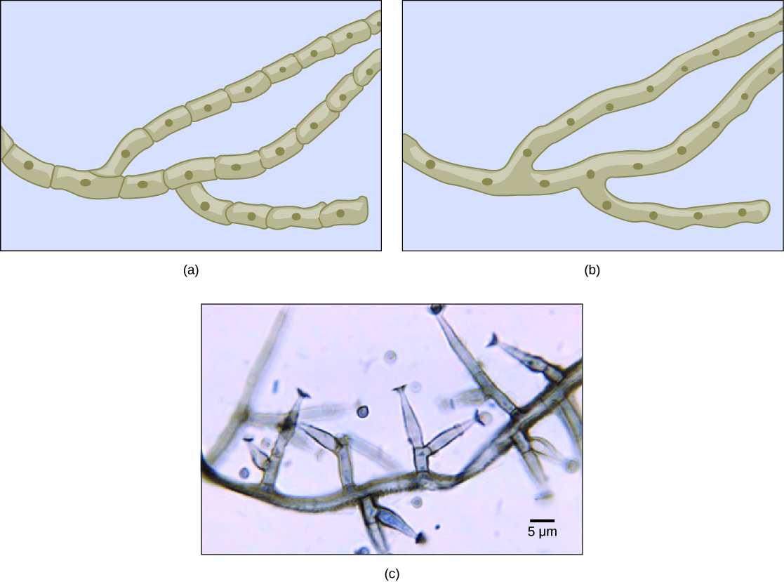 Part A is an illustration of septated hyphae. Cells within the septated hyphae are rectangular. Each cell has its own nucleus, and connects to other cells end-to-end in a long strand. Two branches occur in the hyphae. Part B is an illustration of coenocytic hyphae. Like the septated hyphae, the coenocytic hyphae consist of long, branched fibers. However, in coenocytic hyphae, there is no separation between the cells or nuclei. Part C is a light micrograph of septated hyphae from Phialophora richardsiae. The hyphae consists of a long chain of cells with multiple branches. Each branch is about 3 µm wide and varies from 3 to 20 µm in length.