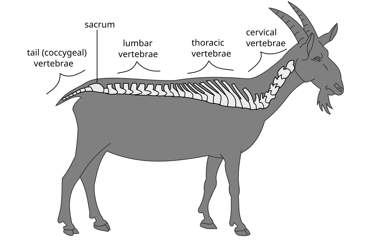 Anatomy and physiology of animals Regions of a vertebral column