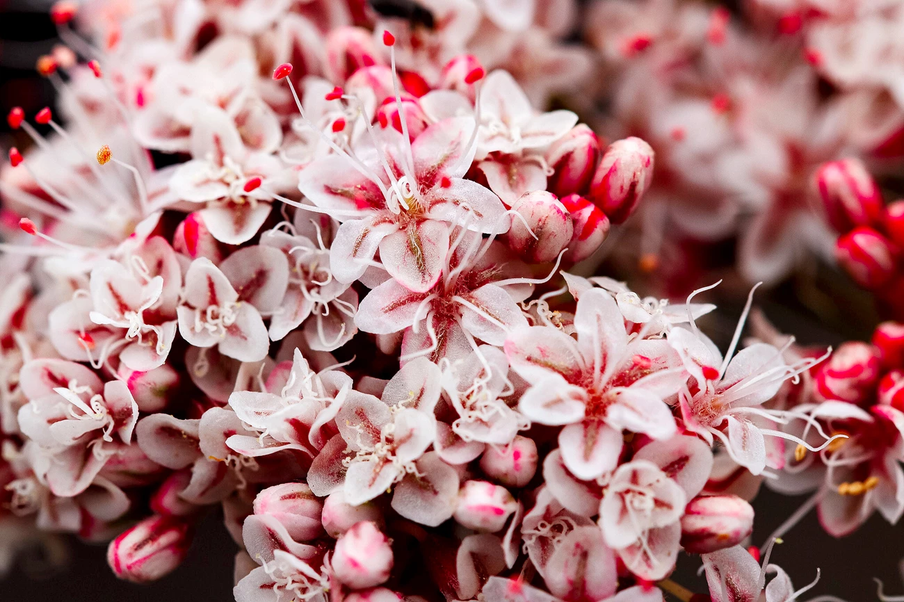 Extreme close-up on the blossoms of a California Buckwheat, with its soft pink petals with bright pink centers.