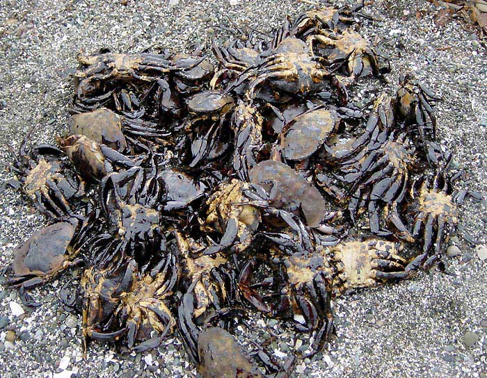 Spilled oil that originates from cities and streets or that is poured down storm drains, can soak and kill aquatic organisms, such as these crabs.