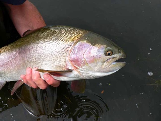 A hand holding a rainbow trout above the water