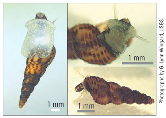 Juvenile and adult Melanoides tuberculatus.