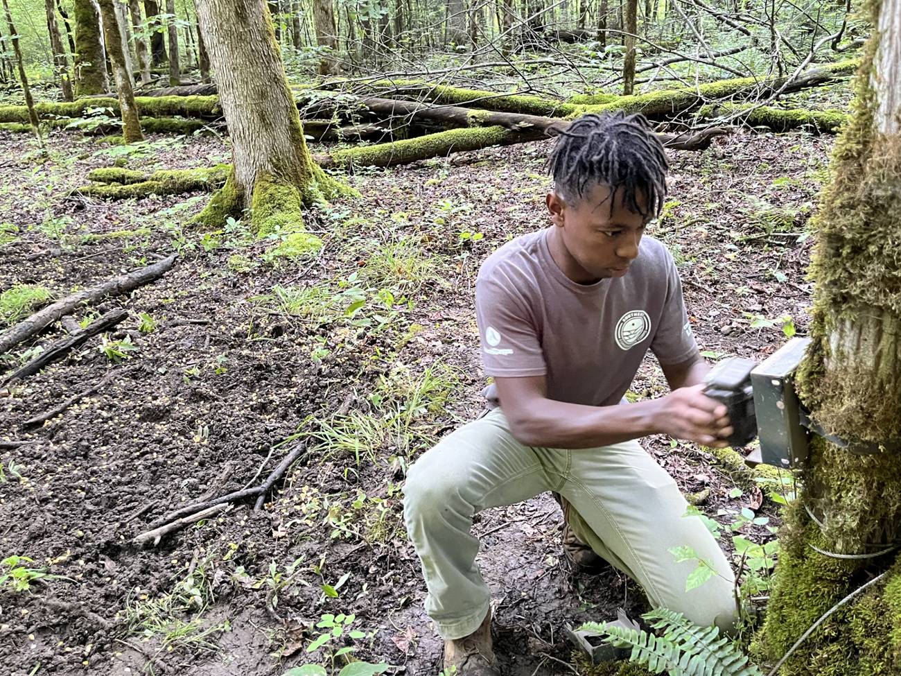 An intern kneels in front of a tree to install a monitoring device.