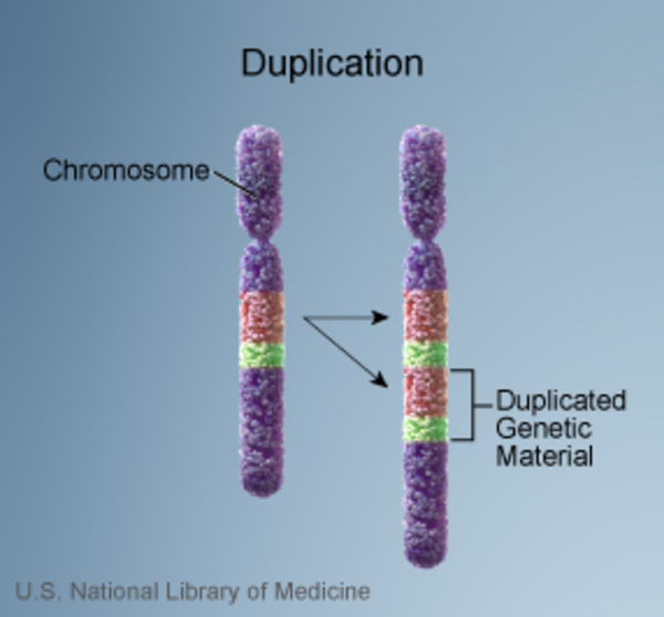 DNA from a chromosome is abnormally copied.
