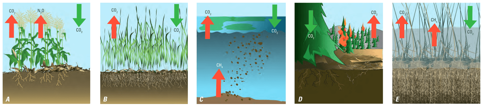 Diagrams showing examples of measured greenhouse-gas into the soil contribute to large carbon stocks in grassland soils.