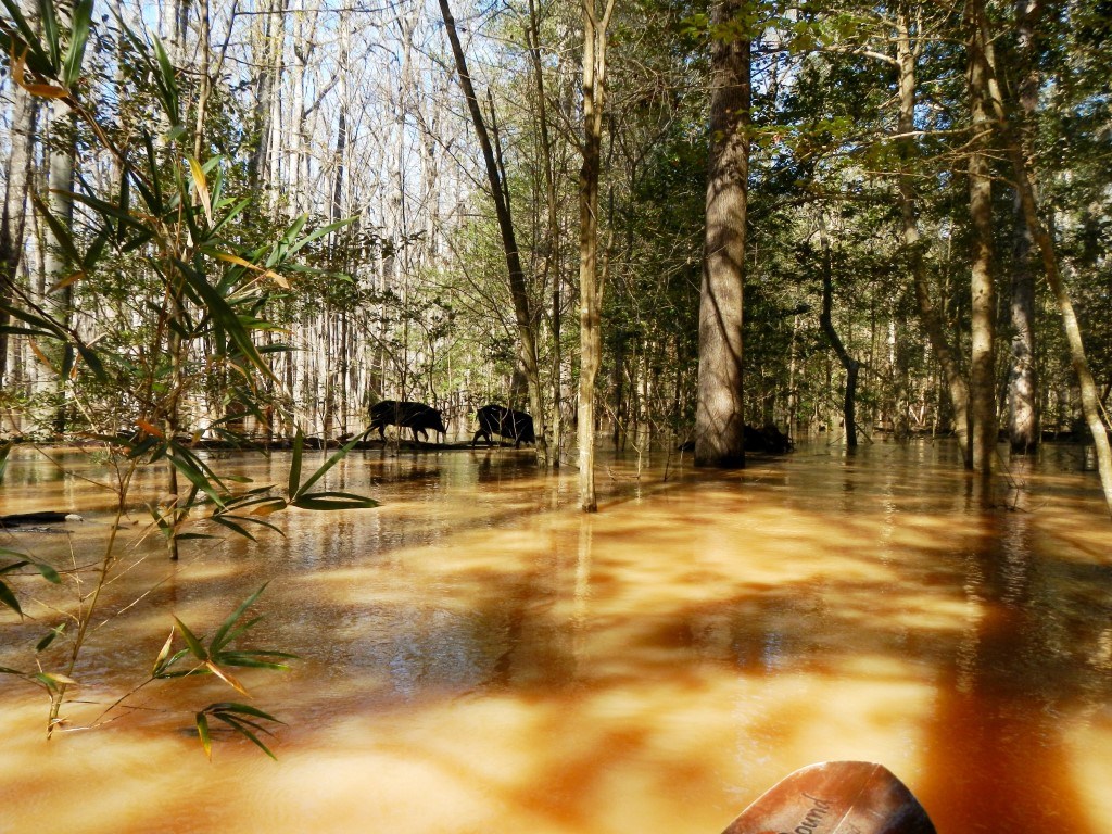 Two feral hogs cross a log surrounded by floodwater and trees.