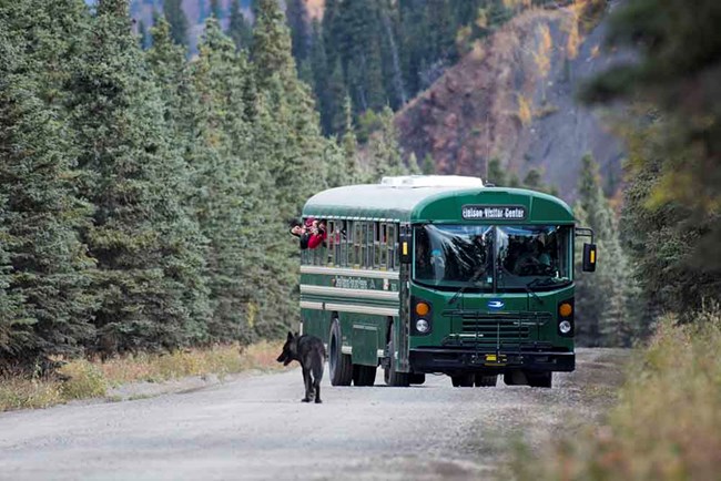 A black wolf standing on the gravel Denali Park Road in front of a green tour bus, with passengers leaning out to look.