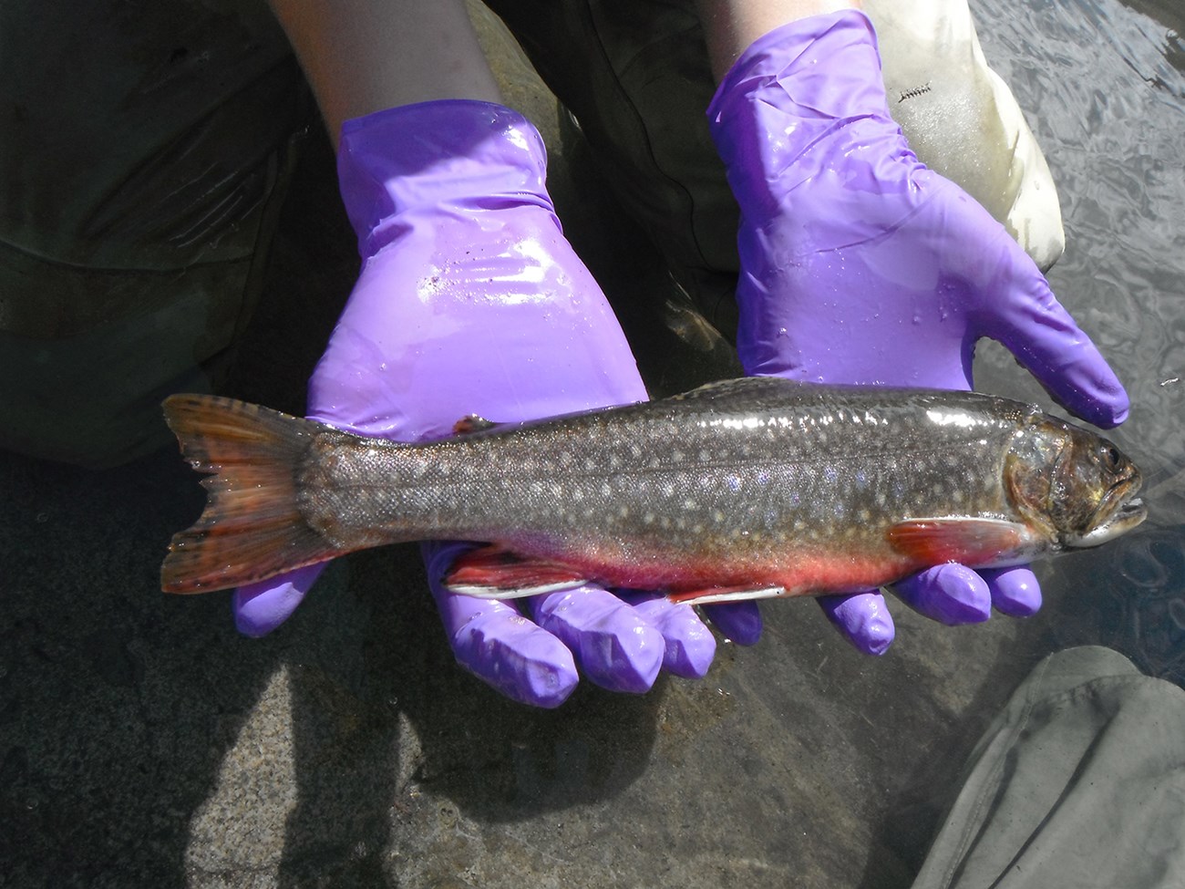 Hands holding a brook trout.