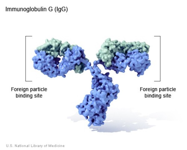 The structure of immunoglobulin G, including foreign particle binding sites.