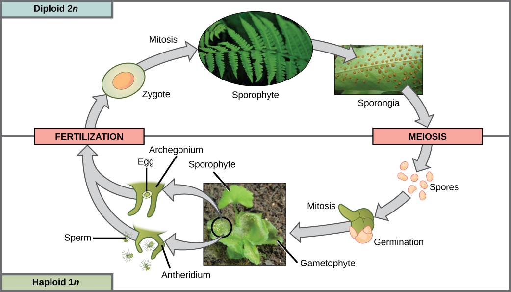 The fern life cycle begins with a diploid (2n) sporophyte, which is the fern plant. Sporangia are round bumps that occur on the bottom of the leaves. Sporangia undergo mitosis to form haploid (1n) spores. The spores germinate and grow into a green gametophyte 1n that resembles lettuce. The gametophyte contains antheridia that produce, sperm and archegonia that produce eggs. Inside the archegonium the sperm fertilizes the egg, forming a diploid (2n) zygote. The zygote undergoes mitosis to form a 2n sporophyte, ending the cycle.