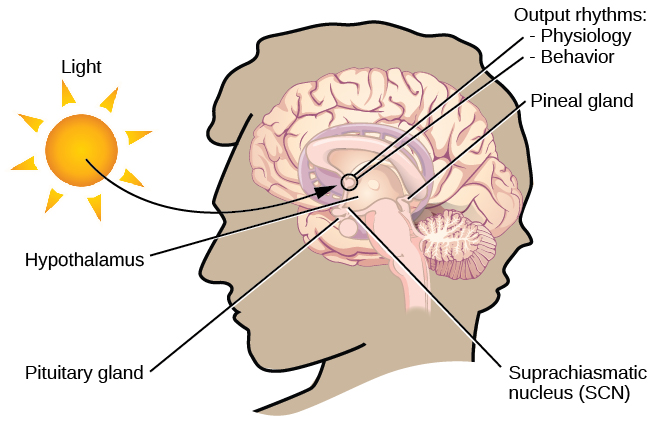 In this graphic, the outline of a person’s head facing left is situated to the right of a picture of the sun, which is labeled ”light” with an arrow pointing to a location in the brain where light input is processed. Inside the head is an illustration of a brain with the following parts’ locations identified: Suprachiasmatic nucleus (SCN), Hypothalamus, Pituitary gland, Pineal gland, and Output rhythms: Physiology and Behavior.