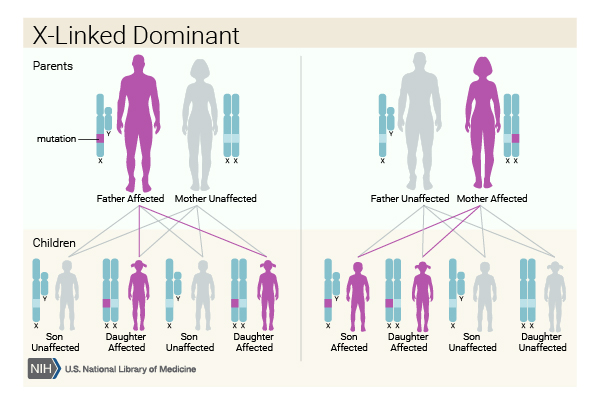 Inheritance of an X-linked dominant disorder depends on which parent is affected.