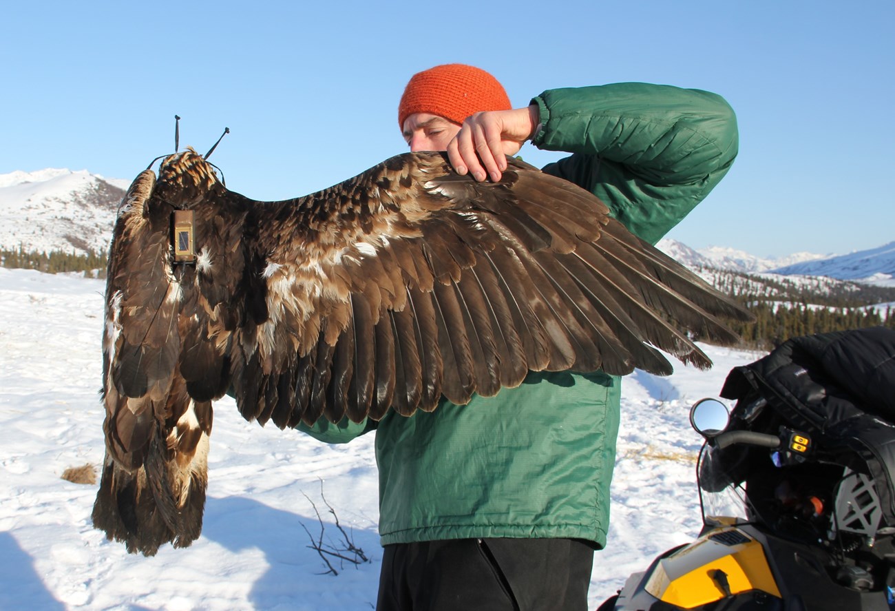 A biologist holding a golden eagle after capture.