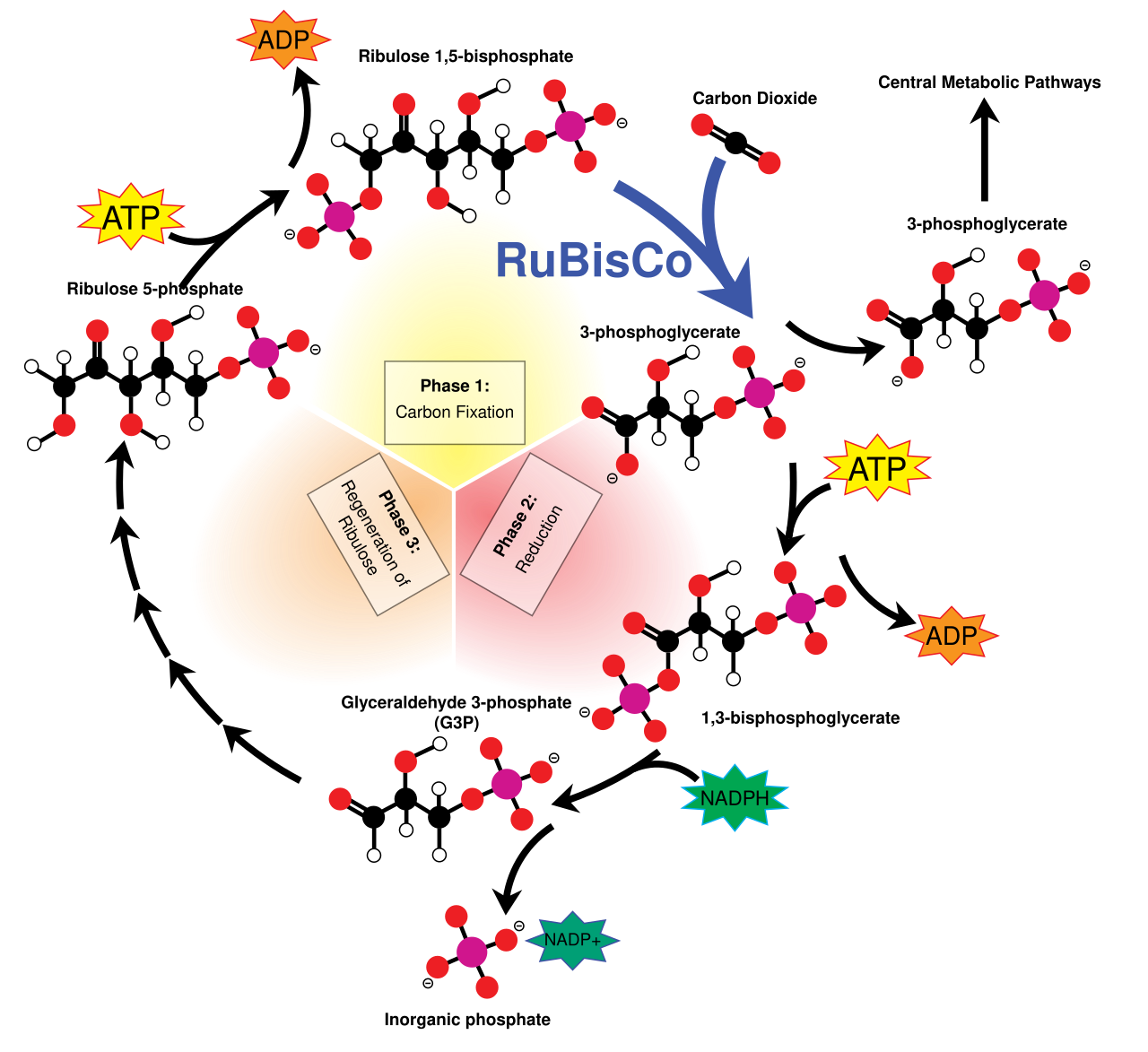 Calvin-cycle4