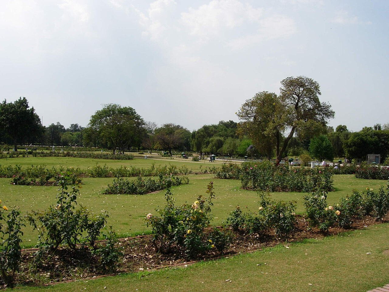 গোলাপ বাগান