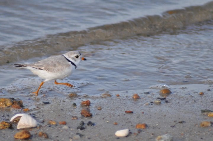 A piping plover on a beach of sand and pebbles
