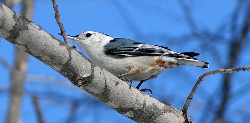 A White-breasted Nuthatch
