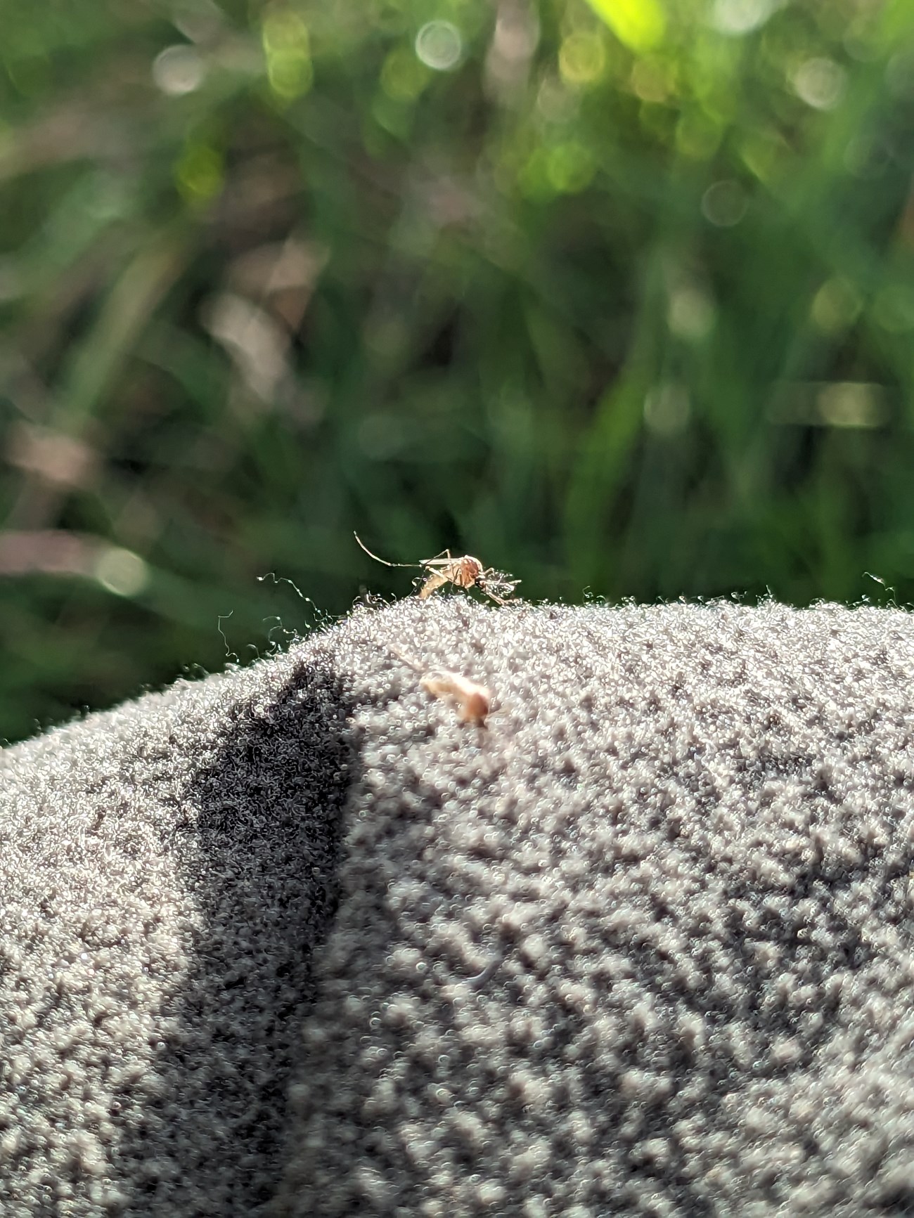 A southern house mosquito resting on grey cloth, with green forest behind.