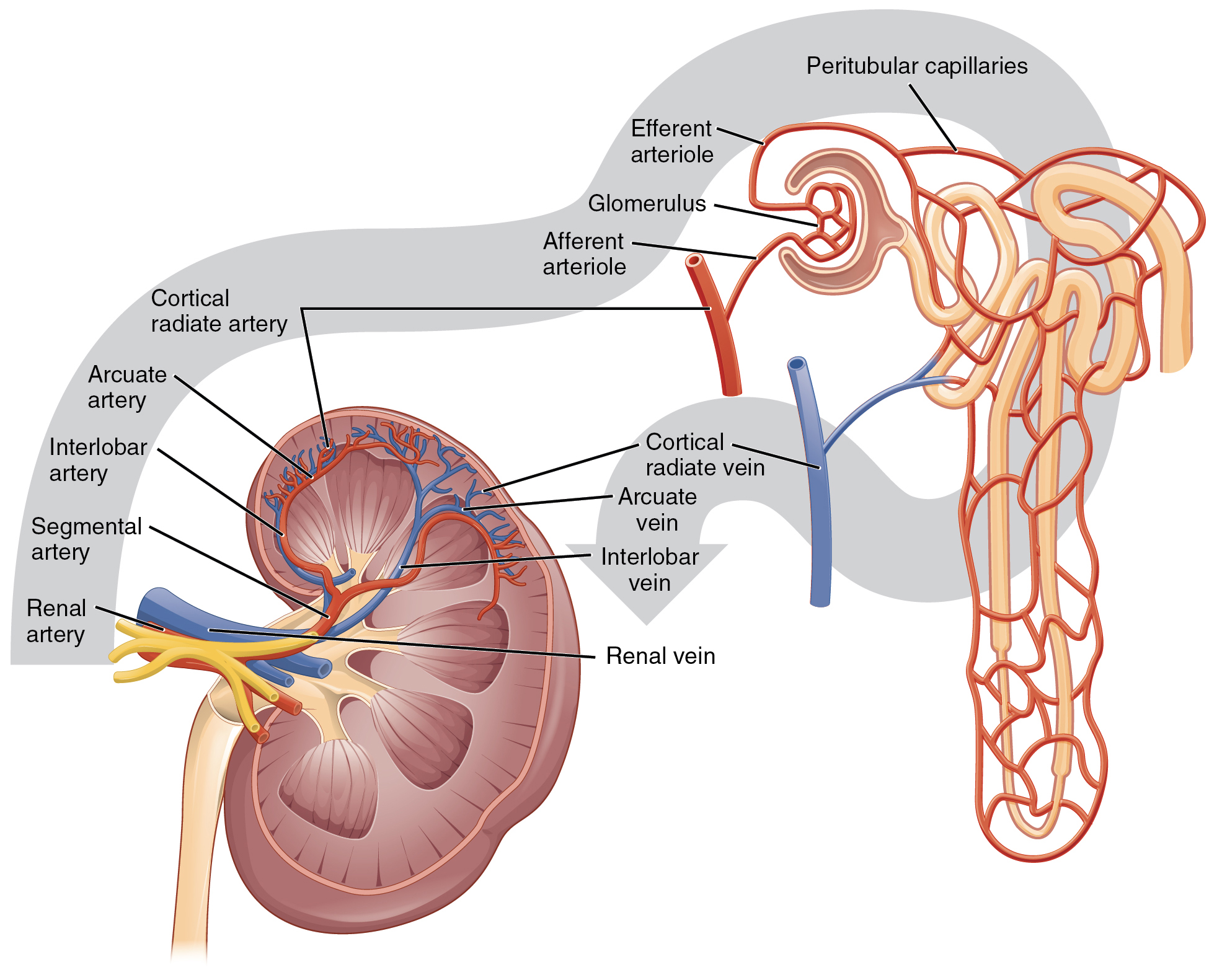 This figure shows the network of blood vessels and the blood flow in the kidneys.