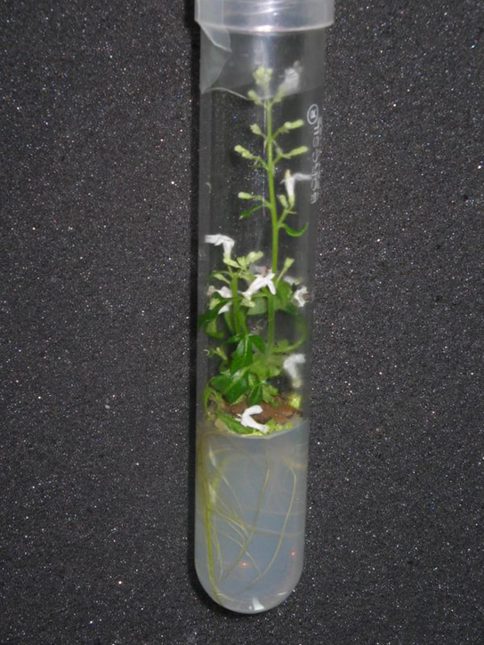 Photo shows a plant growing in a test tube.