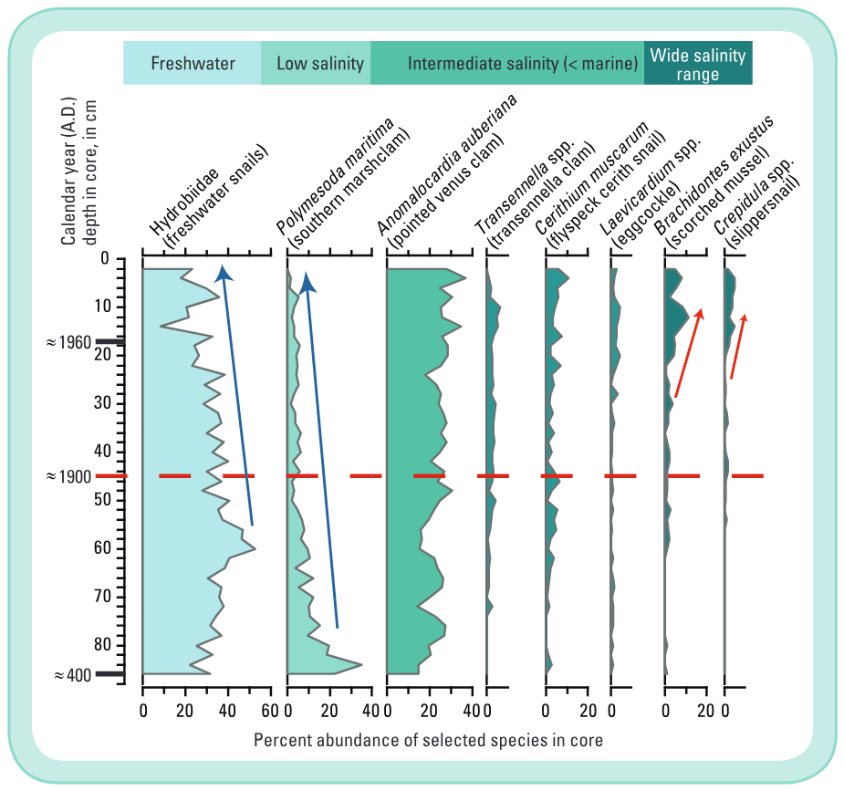 Changes in abundance of mollusk groups in a sediment core collected near the mouth of Taylor Slough (fig.