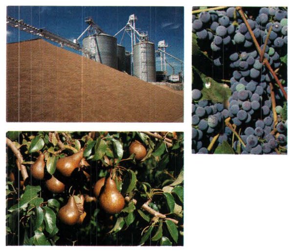 Persistence of the DDT pesticide in the Yakima River basin, Washington