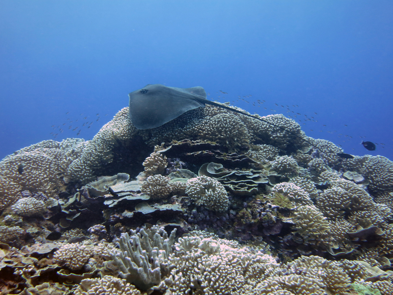 Pink whipray (Himantura fai) on coral reefs at Swains Island in American Samoa