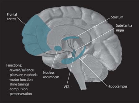 The Dopamine Pathways