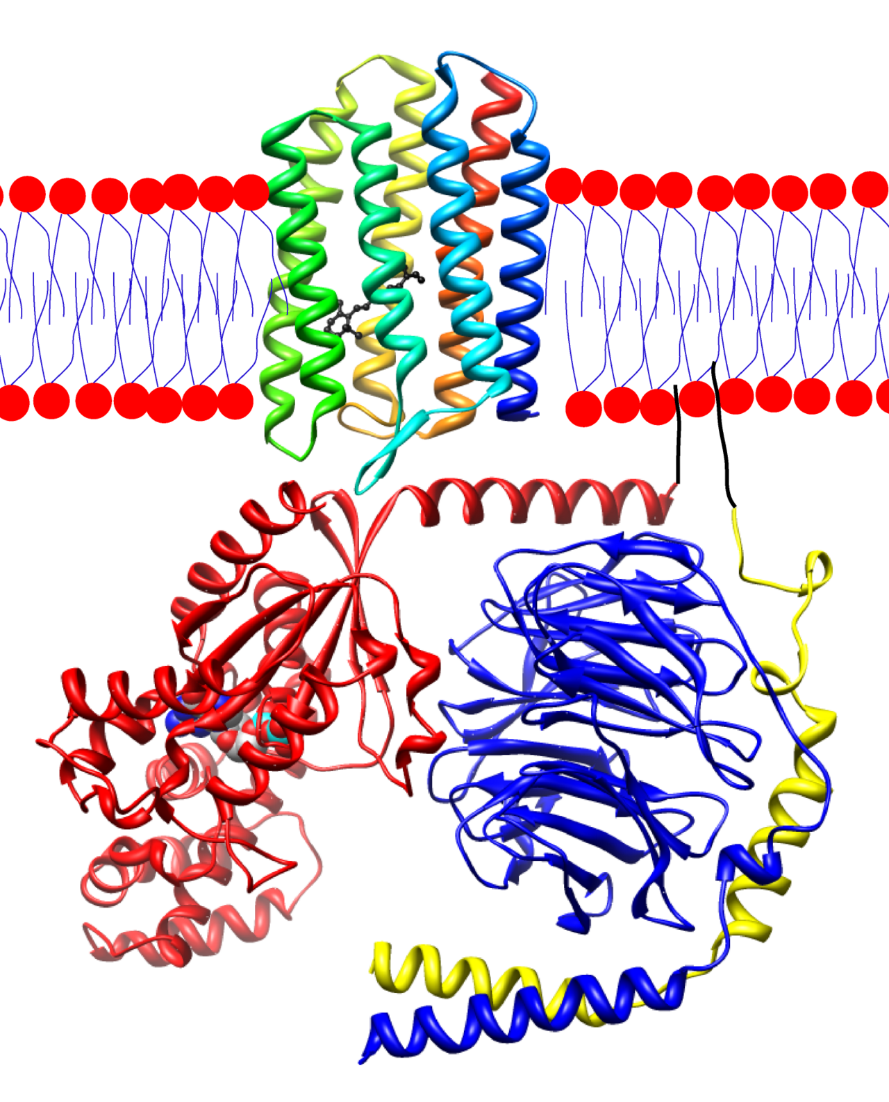 Sensory rhodopsin II (rainbow colored) embedded in a lipid bilayer (heads red and tails blue) with Transducin below it.