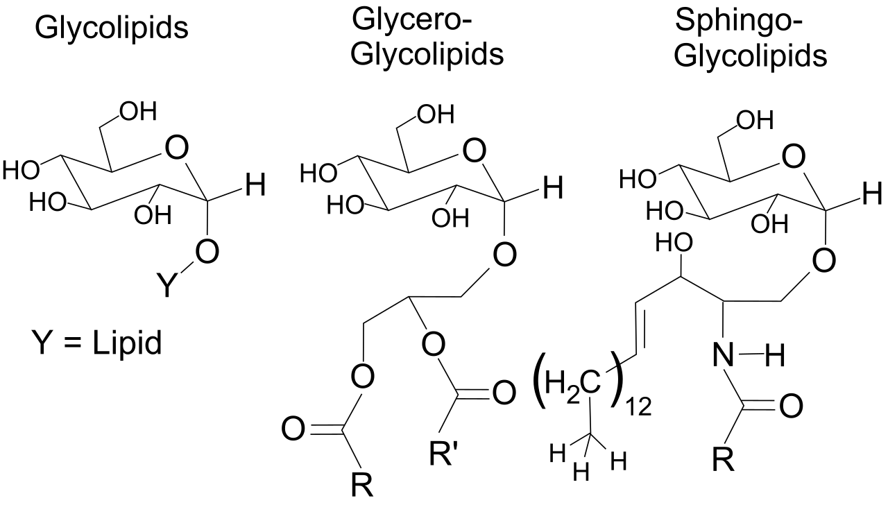 Structure of Glycolipids'