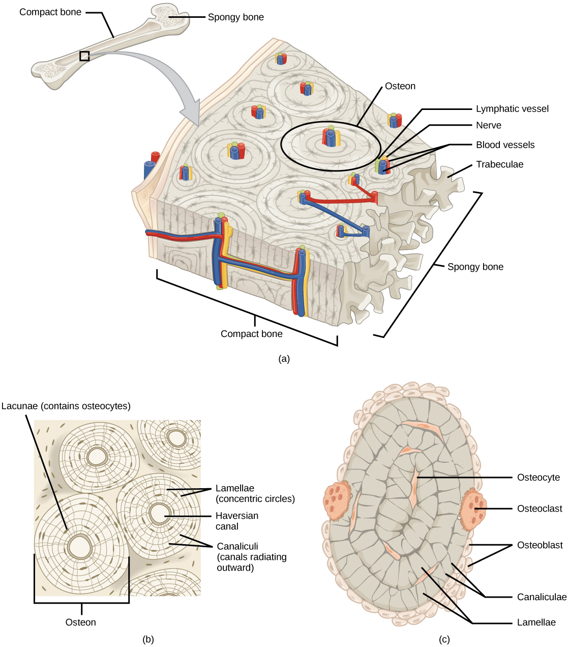 Illustration A shows a cross section of a long bone with wide protrusions at either end. The outer part is compact bone. Inside the compact bone is porous spongy bone made of web-like trabreculae. The spongy bone fills the wide part at either end of the bone. In the middle, a hollow exists inside the spongy bone. Illustration B shows several circular osteons clustered together in compact bone. At the hub of each osteon is an opening called the Haversian canal filled with blood and lymph vessels and nerves. The lamellae surrounding the Haversian canal resemble tree rings. Lacunae are wide spaces in the rings between the lamellae. Microchannels called canaliculi radiate through the rings out from the central Haversian canal, connecting the lacunae together. Illustration C shows small osteoclasts surrounding the outside of bone. Larger osteoclasts are also on the outer surface, forming a hollow in the bone. Osteocytes are long, thin cells in the lacunae.