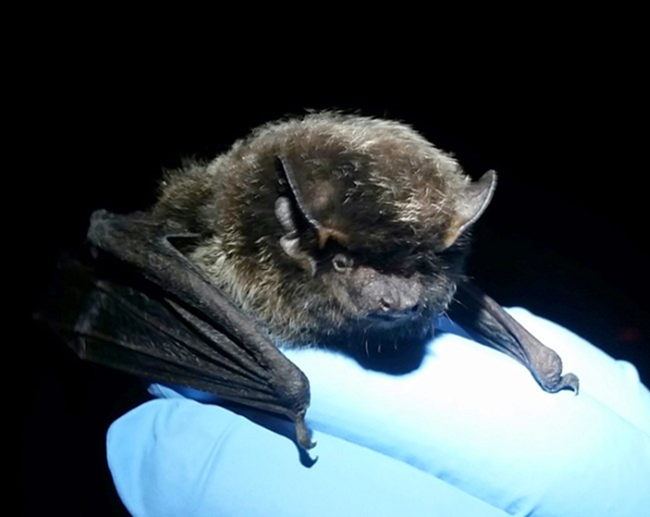 A gloved hand holds a black bat with silver-tipped fur.