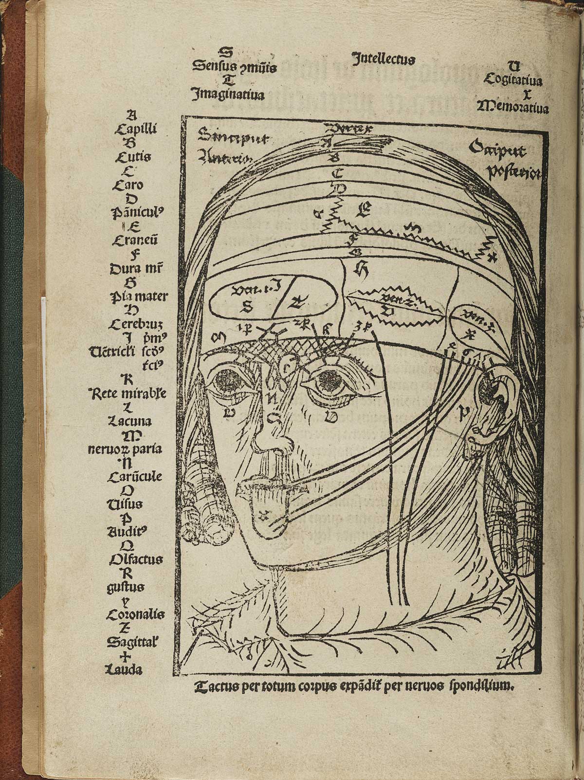 Page 2 of Magnus Hundt's Antropologium de hominis dignitate, natura et proprietatibus, de elementis, partibus et membris humani corporis, featuring a human head indicating areas of the brain that correspond to the senses.
