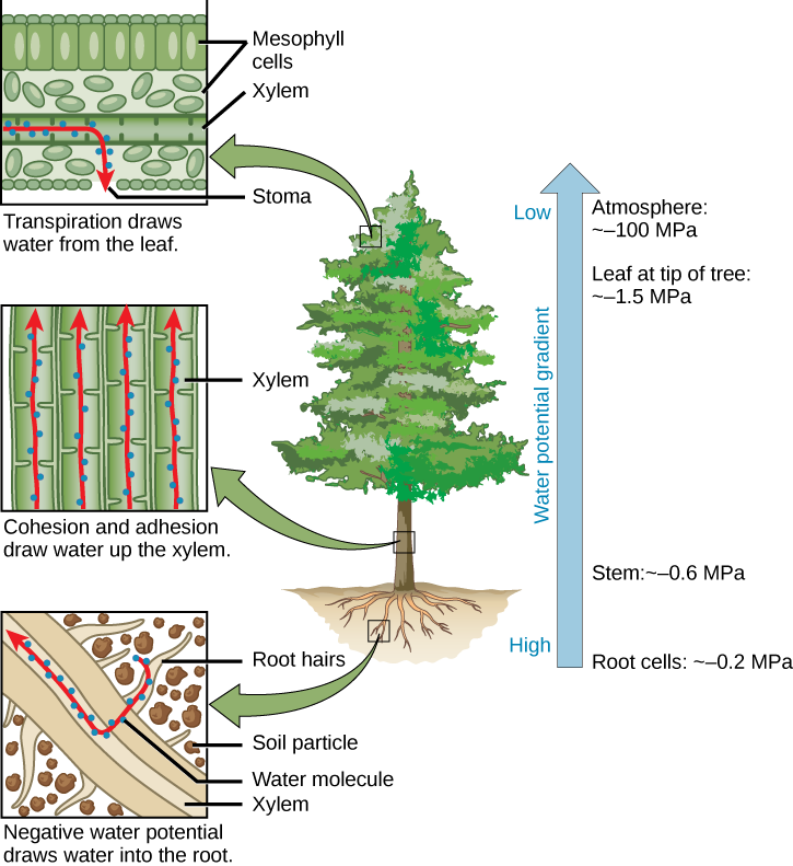 Illustration shows a pine tree. A blowup of the root indicates that negative water potential draws water from the soil into the root hairs, then into the root xylem. A blowup of the trunk indicates that cohesion and adhesion draws water up the xylem. A blowup of a leaf shows that transpiration draws water from the leaf through the stoma. Next to the tree is an arrow showing water potential, which is low at the roots and high in the leaves. The water potential varies from ~–0.2 MPA in the root cells to ~–0.6 MPa in the stem and from ~–1.5 MPa in the highest leaves, to ~–100 MPa in the atmosphere.