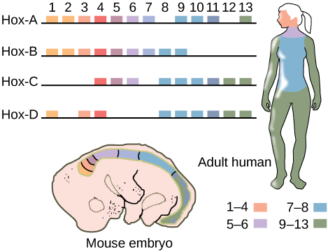 This illustration shows the four clusters of Hox genes found in vertebrates: Hox-A, Hox-B, Hox-C, and Hox-D. There are 13 Hox genes, but not all of them are found in each cluster. In both mice and humans, genes 1–4 regulate the development of the head. Genes 5 and 6 regulate the development of the neck. Genes 7 and 8 regulate the development of the torso, and genes 9–13 regulate the development of the arms and legs.