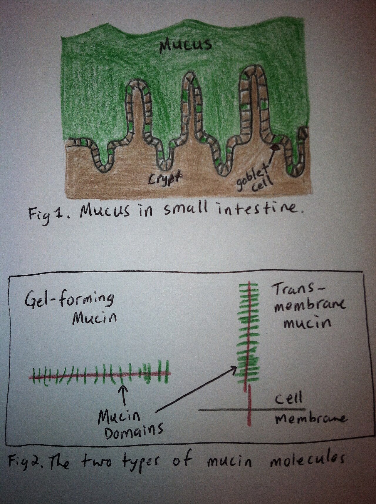 Mucin (glycoproteins) In GI Tract