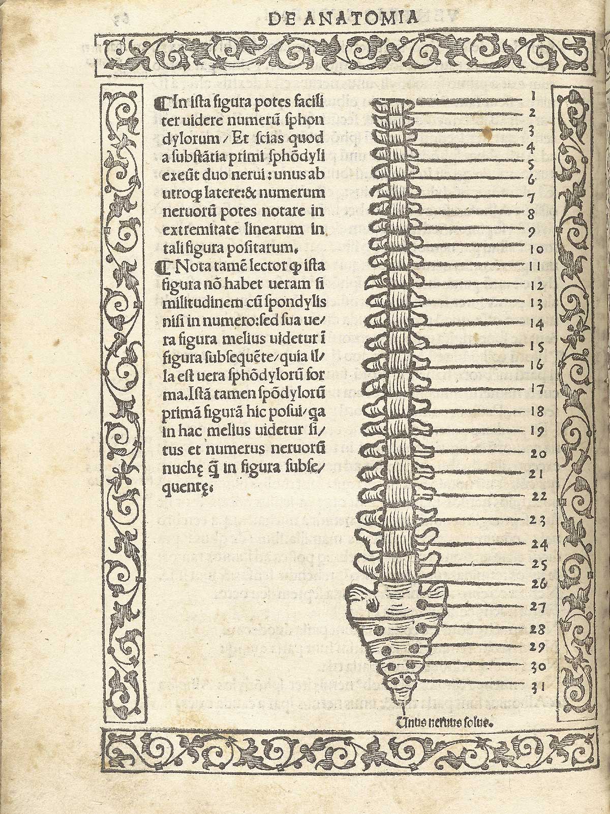 The vertebrae of the spine viewed from the back, numbered