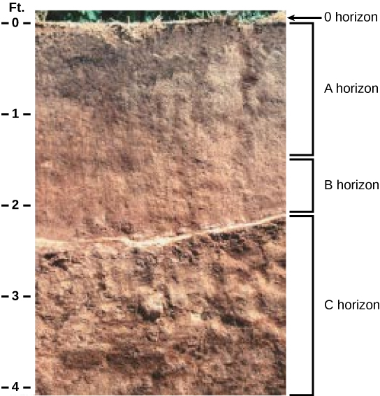 In the photo, soil has been cut away to reveal the soil profile. The O horizon is at the soil surface and is a rich black color. The brown A horizon starts beneath the O horizon and extends to about two-and-a-half feet beneath the surface. The B horizon is reddish brown and extends from the bottom of the A horizon to about two feet deep. The C horizon extends from the bottom of the B horizon to the bottom of the photo at a depth of four feet. The C horizon is light brown and has a coarser consistency than the A or B horizons.