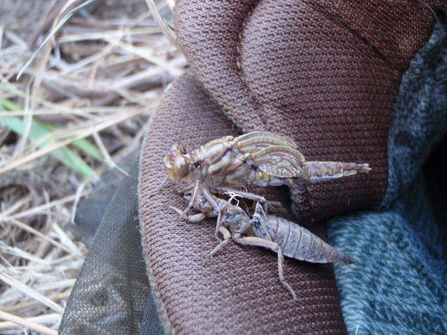 A dragonfly emerging from its larval skin as a winged adult.