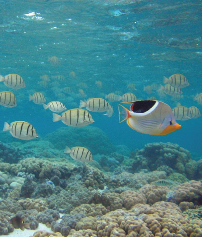 A school of striped fish swimming over coral in clear blue water.
