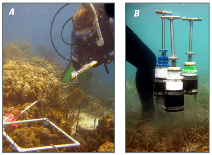 A, A USGS employee records marine organisms present in a 0.5 m quadrat in a coral reef.