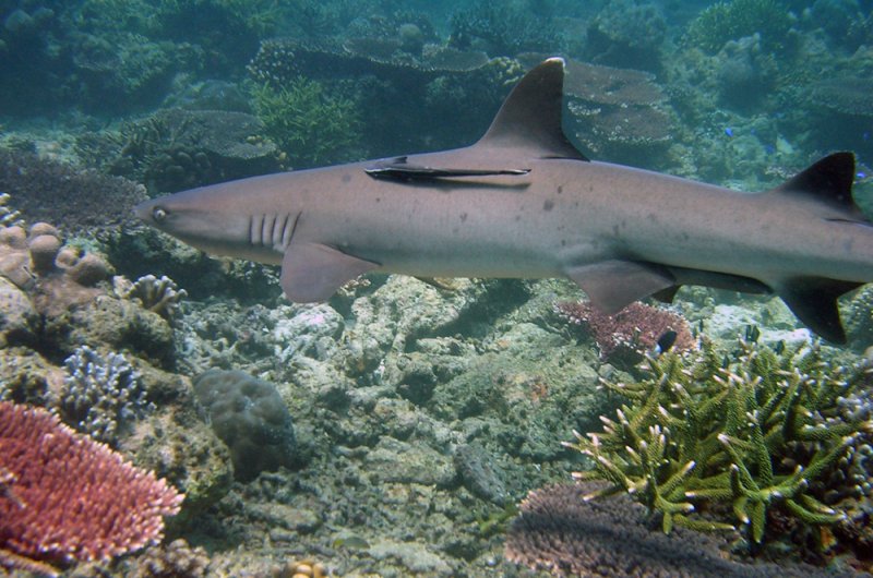 Tubbataha Reefs প্রাকৃতিক Park