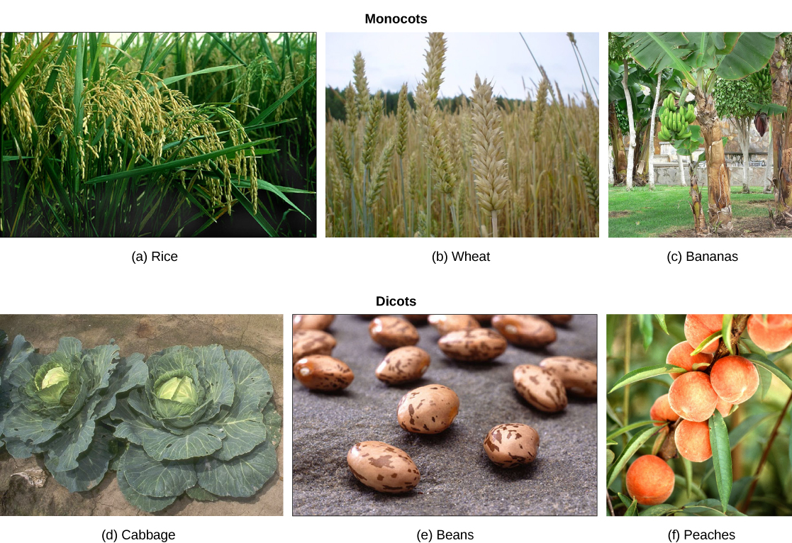Under monocots, the first photo shows rice, which has long, think blade-like leaves and clusters of seeds on long stems. The second photo shows wheat, which is similar in appearance to rice. The third photo shows a banana tree, with bunches of green bananas growing upward. Under dicots, the first shows light brown, oval-shaped beans with dark brown flecks. The second photo shows leafy cabbages growing in a garden. The third photo shows peaches growing on a tree.