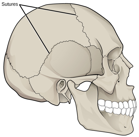 Illustration shows sutures that knit the back part of the skull together with the front and lower parts.