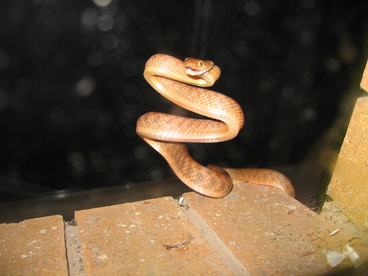 A brown tree snake in its typical S shape