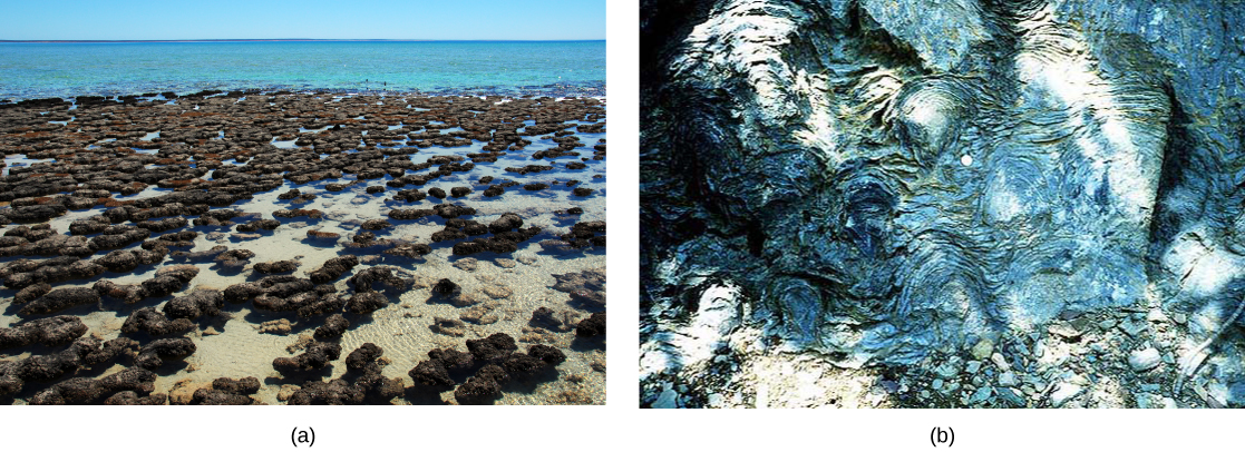 Photo A shows a mass of gray mounds in shallow water. Photo B shows a swirl patter in white and gray marbled rock.