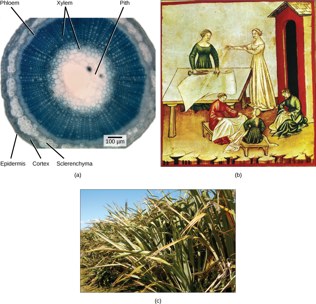 Part A shows a cross section of a flax stem. The pith is white tissue in the center of the stem. Outside the pith is a layer of xylem. The inner xylem cells are large, while ones further out are smaller. The smaller xylem cells radiate out from the center, like spokes on a wheel. Outside the xylem is a ring of phloem cells. The phloem is surrounded by a layer of sclerenchyma cells, then a layer of cortex cells. Outside the cortex is the epidermis. Part B is a painting of women working with linen cloth. One is smoothing the cloth on a table, and the other women are sitting with linen on their laps. Part C is a photo of flax plants, which have long, wide leaves that taper toward narrow tips.